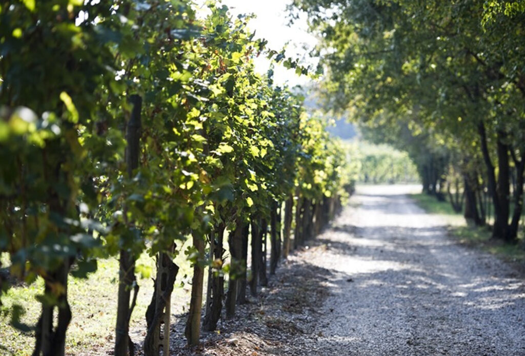 Ristorante Cascina Capuzza Sapori Autentici Tra Le Vigne